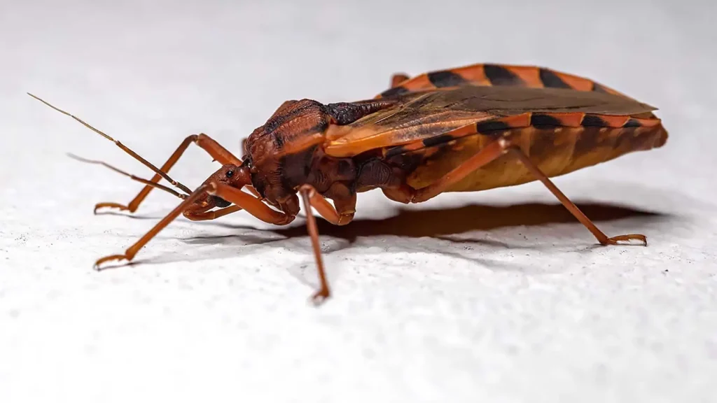 Un insecto vector chinche o pito