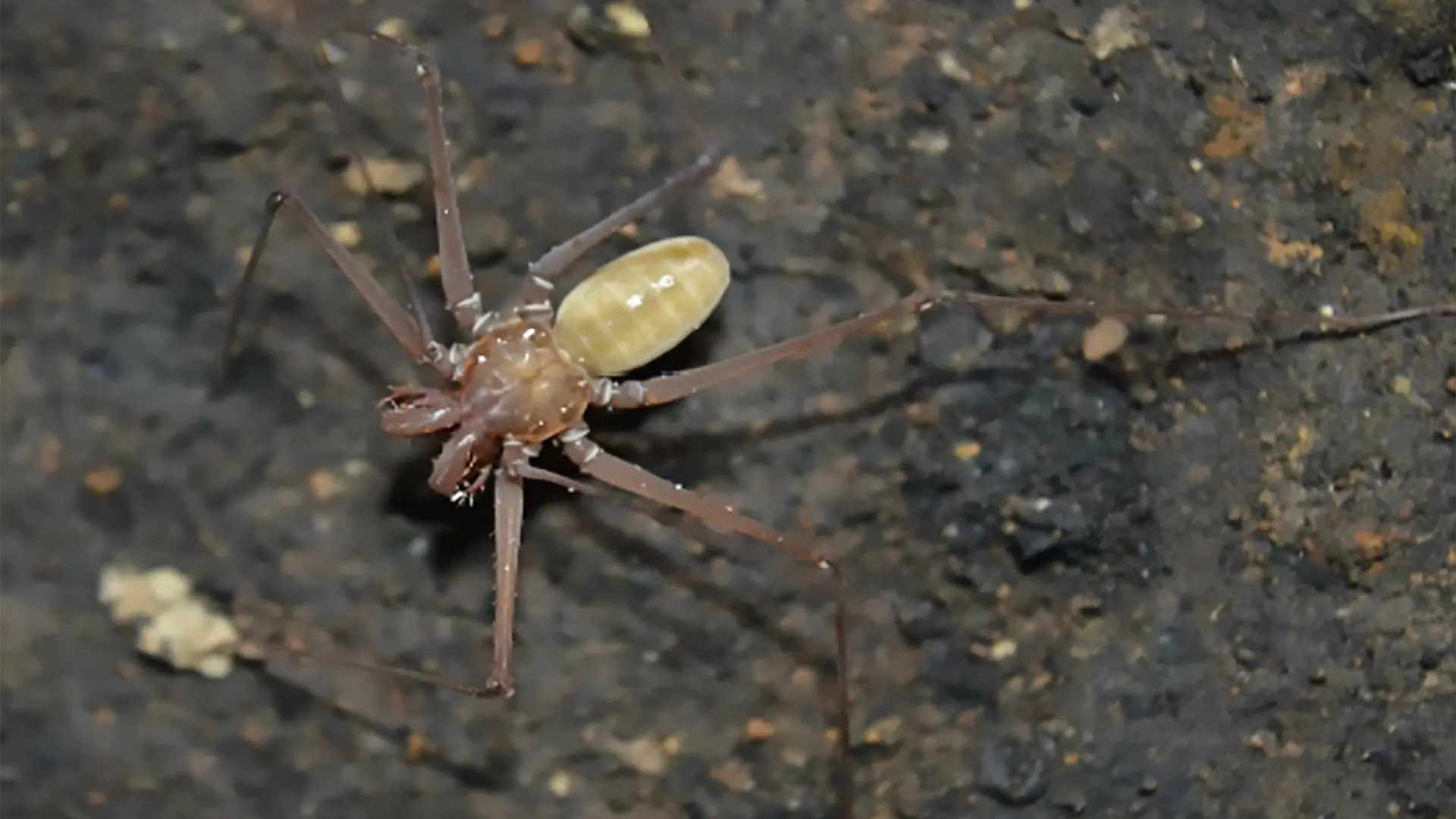 Biólogo de Uniguajira descubre un nuevo género y especie de araña látigo en La Guajira