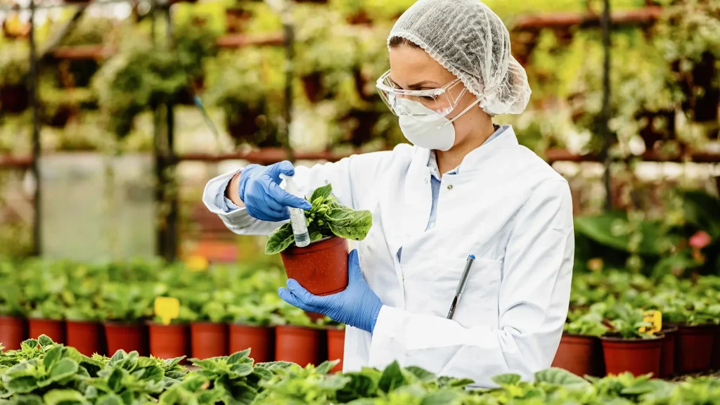 Una mujer en un invernadero o vivero, vestida con equipo de protección, inspeccionando y rociando una planta en una maceta.