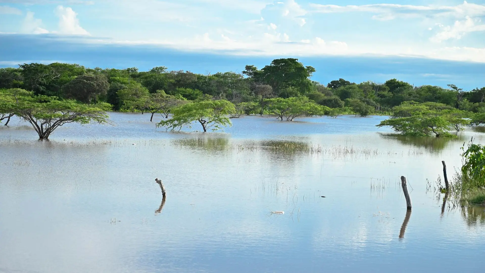 Un paisaje natural de una llanura inundada, con árboles parcialmente sumergidos en el agua. El cielo está azul con algunas nubes, y se observa una vegetación densa al fondo. El agua refleja la vegetación y los postes de madera que sobresalen, creando una escena tranquila y serena.