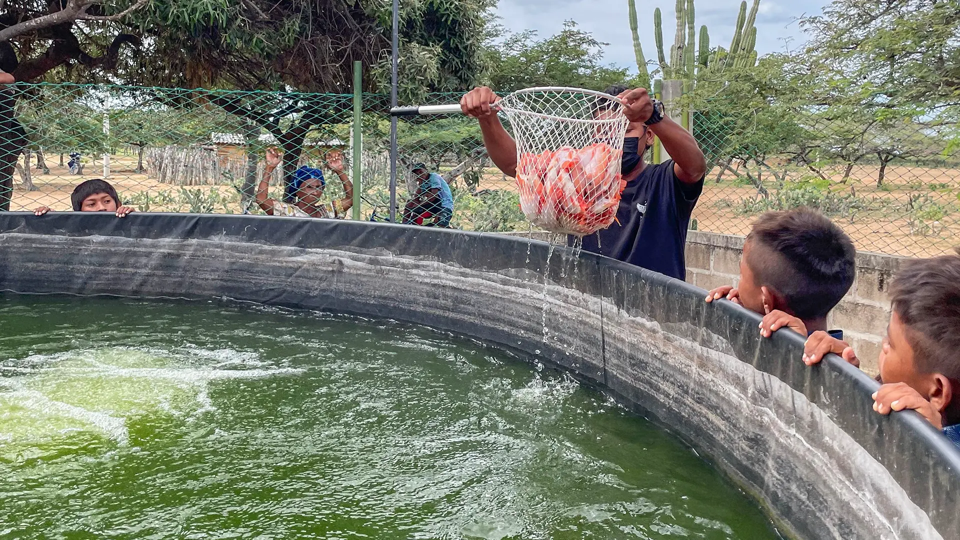 Uniguajira contribuye a la seguridad alimentaria en comunidades de Manaure con proyecto acuapónico