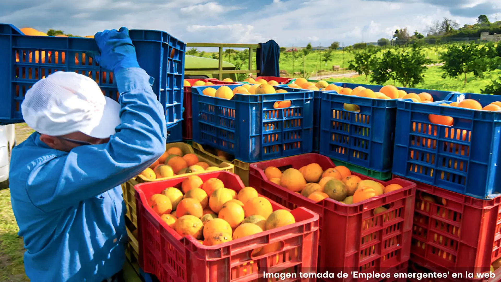 Trabajador agrícola con gorra blanca y guantes azules levantando una canasta azul llena de naranjas, rodeado de otras canastas rojas y azules repletas de frutas, en un campo soleado con árboles y cielo parcialmente nublado.