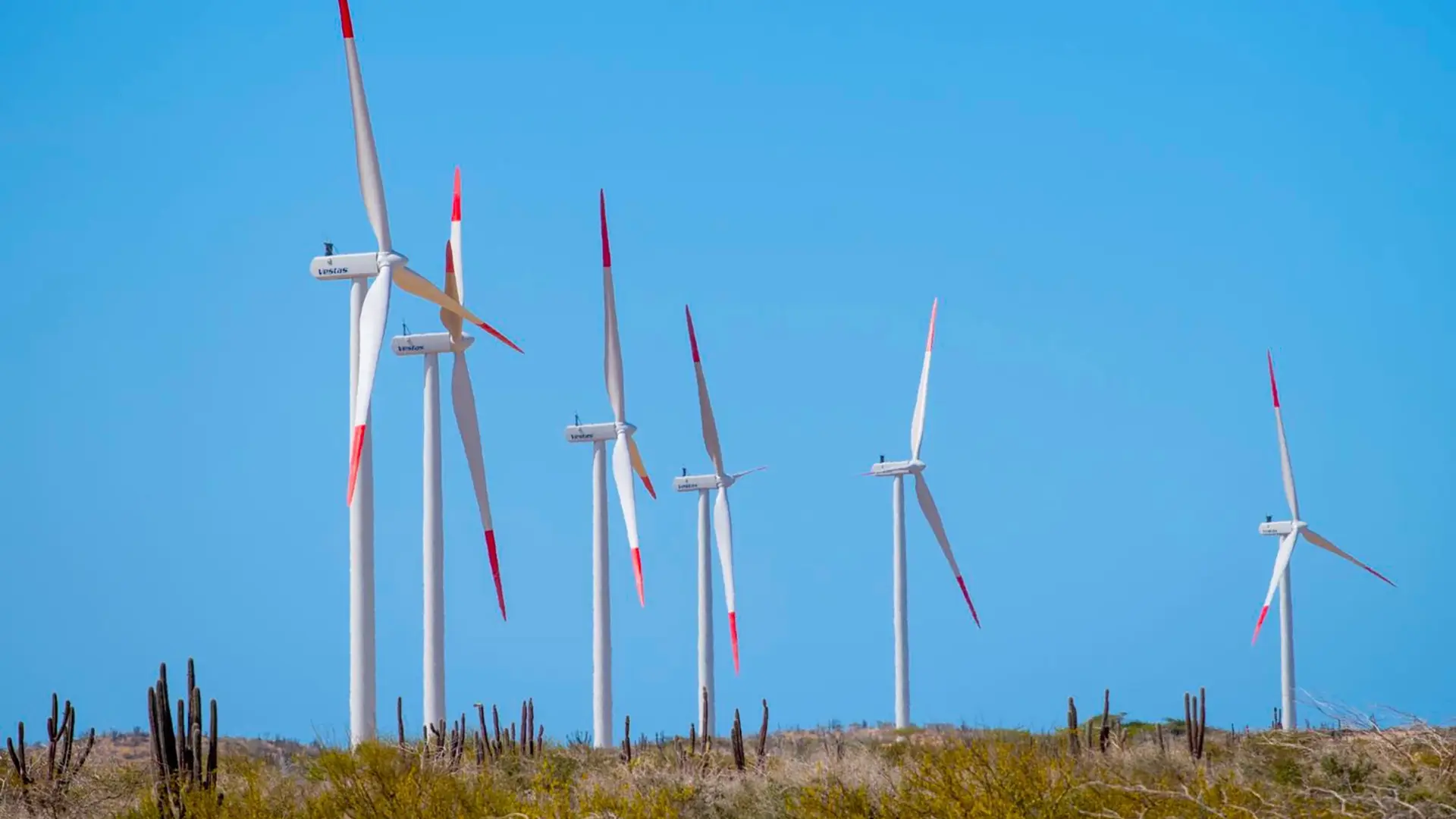 Fila de aerogeneradores en un parque eólico ubicado en un paisaje árido con cactus y arbustos bajos, bajo un cielo despejado y azul.