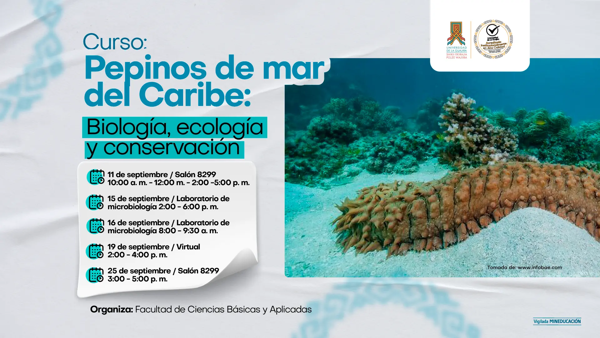Imagen promocional de un curso titulado “Pepinos de mar del Caribe: Biología, ecología y conservación”. En la parte izquierda se muestran las fechas y horarios: 11 de septiembre de 2025 a las 10:00 a.m., 16 de septiembre de 2025 a las 3:00 p.m., 24 de septiembre de 2025 a las 8:00 a.m. y 25 de septiembre de 2025 a las 8:00 a.m. El curso se realizará en la sala 8299 con modalidad híbrida. En la parte superior derecha aparecen los logotipos de la Universidad de La Guajira y su acreditación de alta calidad. A la derecha, se observa la fotografía de un pepino de mar en el fondo marino, sobre arena y rodeado de corales. En la parte inferior se lee la fuente de la imagen: www.infobae.com, y el aviso “Vigilada Mineducación”.