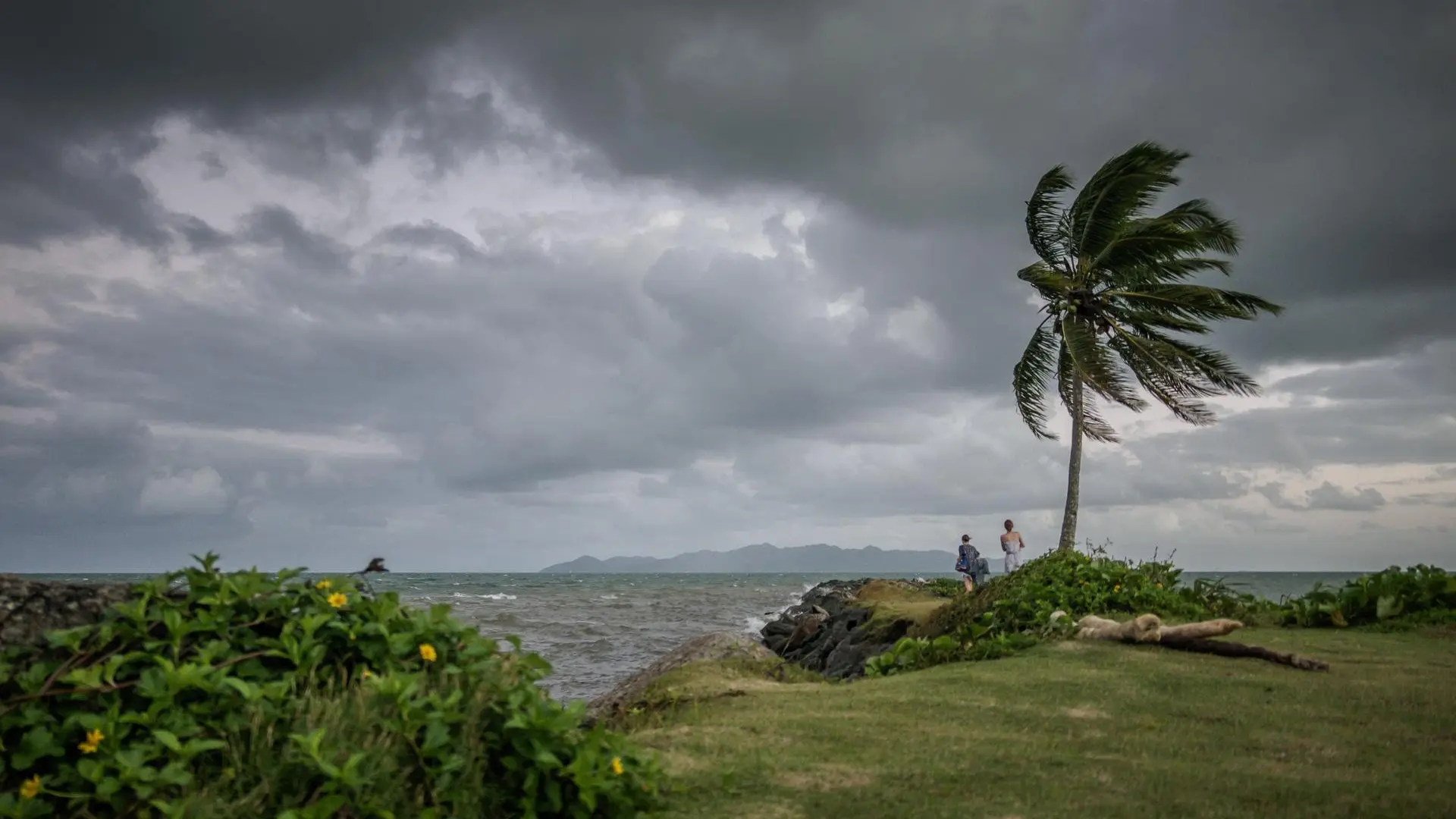 Vista panorámica de la costa con cielo nublado y mar agitado; un par de personas observan el horizonte junto a una palma inclinada por el viento, en un entorno natural cubierto de vegetación verde y flores amarillas.